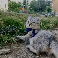 British Shorthair, Kedi  Duman fotoğrafı