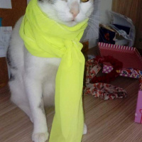Balinese, Kedi  Ponçik fotoğrafı