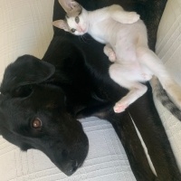 Labrador Retriever, Köpek  NEGRO fotoğrafı