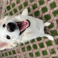 Alman Çoban Köpeği, Köpek  Ahsoka tano fotoğrafı