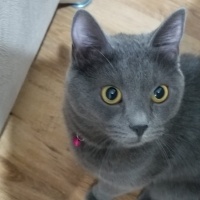 Chartreux, Kedi  Duman fotoğrafı