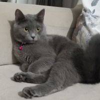 Chartreux, Kedi  Duman fotoğrafı