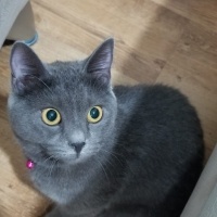 Chartreux, Kedi  Duman fotoğrafı