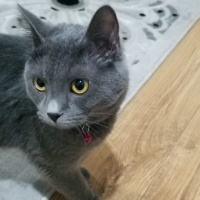 Chartreux, Kedi  Duman fotoğrafı