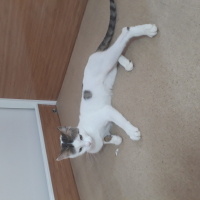 Tekir Kedi, Kedi  Şükriye fotoğrafı