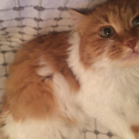 Soke, Kedi  Adı yok fotoğrafı