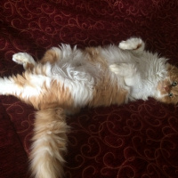 Soke, Kedi  Adı yok fotoğrafı