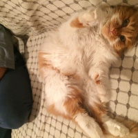 Soke, Kedi  Adı yok fotoğrafı