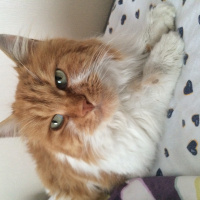 Soke, Kedi  Adı yok fotoğrafı