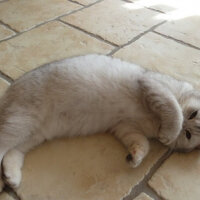 British Shorthair, Kedi  Şerbet fotoğrafı