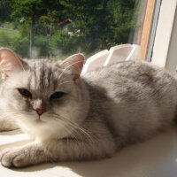 British Shorthair, Kedi  Şerbet fotoğrafı