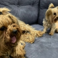 Yorkshire Terrier, Köpek  Bobo bomonti fotoğrafı
