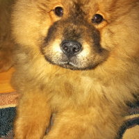 Chow Chow (çin Aslanı), Köpek  Hektor fotoğrafı