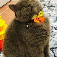 British Longhair, Kedi  PASHAM fotoğrafı