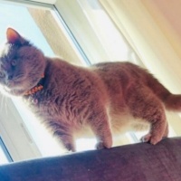 British Longhair, Kedi  PASHAM fotoğrafı