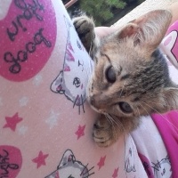 Tekir Kedi, Kedi  Minnoş fotoğrafı