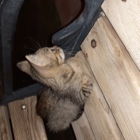 Tekir Kedi, Kedi  Minnoş fotoğrafı