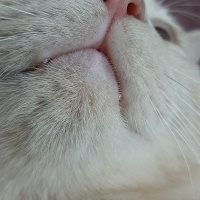 British Shorthair, Kedi  Karamel fotoğrafı