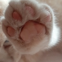 British Shorthair, Kedi  Karamel fotoğrafı