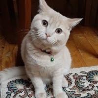 British Shorthair, Kedi  Karamel fotoğrafı