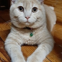 British Shorthair, Kedi  Karamel fotoğrafı