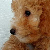 Poodle (Minyatür Kaniş), Köpek  Petite fotoğrafı