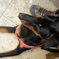 Doberman Pinscher, Köpek  Beace fotoğrafı