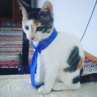 Tekir Kedi, Kedi  Korsan fotoğrafı