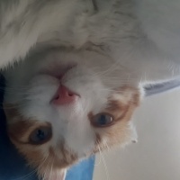 Tekir Kedi, Kedi  Karamel fotoğrafı