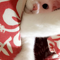 Van Kedisi, Kedi  Rukia fotoğrafı