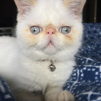 Exotic Shorthair, Kedi  çarli fotoğrafı