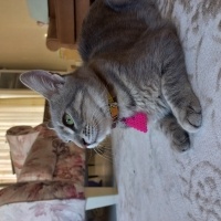Tekir Kedi, Kedi  Sushi fotoğrafı