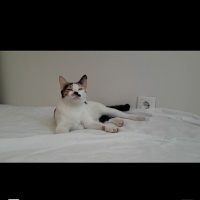 Tekir Kedi, Kedi  Pamuk fotoğrafı