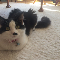 York Chocolate, Kedi  Topik fotoğrafı