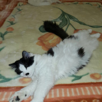 York Chocolate, Kedi  Topik fotoğrafı