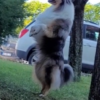 Collie, Köpek  Archie fotoğrafı