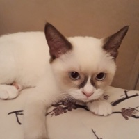 Scottish Fold, Kedi  Pamuk fotoğrafı