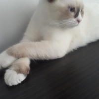 Scottish Fold, Kedi  Pamuk fotoğrafı