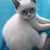 Scottish Fold, Kedi  Pamuk fotoğrafı