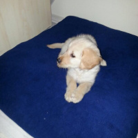 Golden Retriever, Köpek  Daisy fotoğrafı