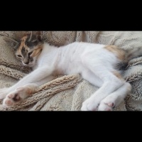 Tekir Kedi, Kedi  Turşu fotoğrafı