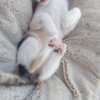 Tekir Kedi, Kedi  Turşu fotoğrafı