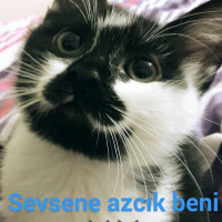 Tekir Kedi, Kedi  Fıstık  fotoğrafı