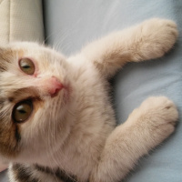 Tekir Kedi, Kedi  oyuncu minnak bade fotoğrafı