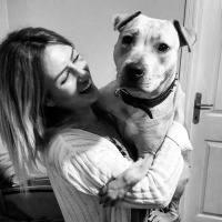 Amerikan Pitbull Terrier, Köpek  Diya  fotoğrafı