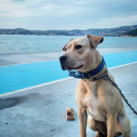 Amerikan Pitbull Terrier, Köpek  Diya  fotoğrafı