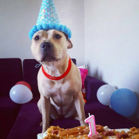 Amerikan Pitbull Terrier, Köpek  Diya  fotoğrafı