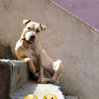 Amerikan Pitbull Terrier, Köpek  Diya  fotoğrafı