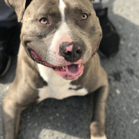 Amerikan Pitbull Terrier, Köpek  Diya  fotoğrafı