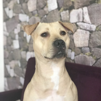 Amerikan Pitbull Terrier, Köpek  Diya  fotoğrafı